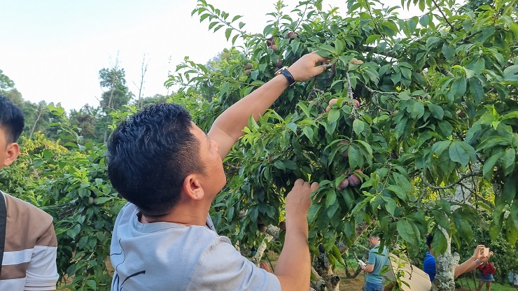 Đặc sản Bắc Hà chín đỏ, nhà vườn thu tiền triệu mỗi ngày từ những dịch vụ độc đáo này - 7