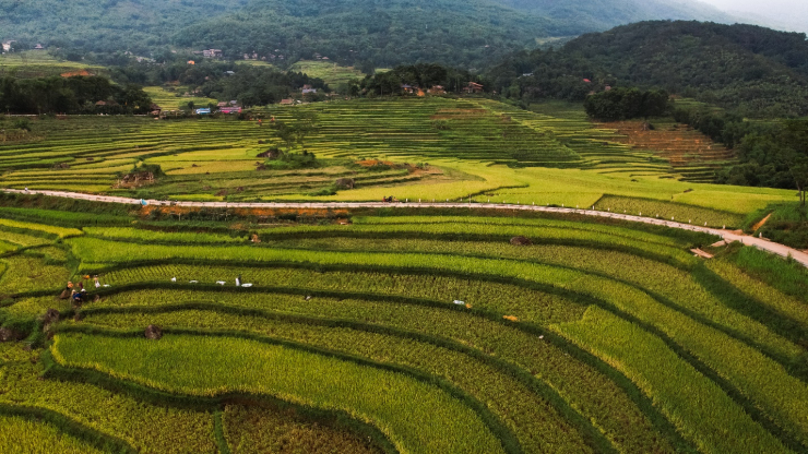 Uống ly cà phê, thảnh thơi ngắm mùa vàng Pù Luông - 3