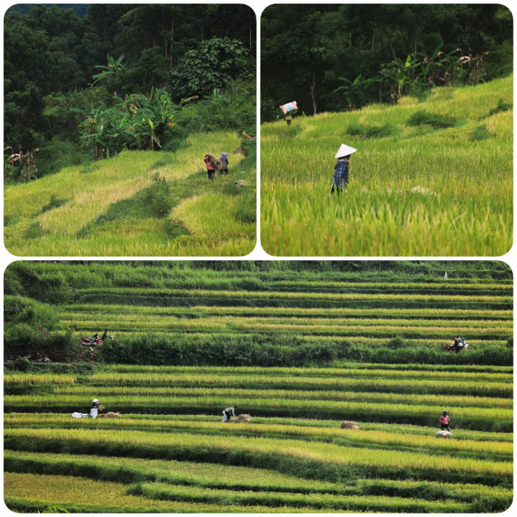 Uống ly cà phê, thảnh thơi ngắm mùa vàng Pù Luông - 5