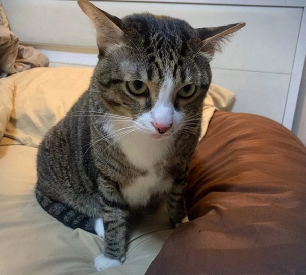 Mặt rất "lì". Ảnh: The Nation.