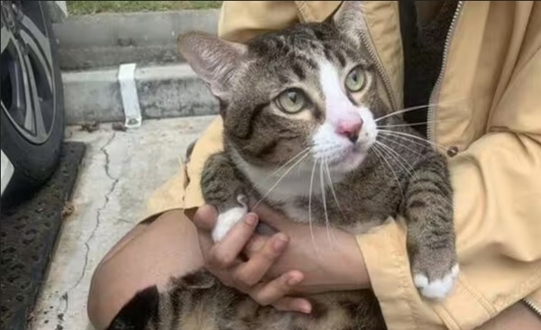 Mèo chỉ bị gãy 2 cái móng chân sau vụ việc nó gây ra. Ảnh: Apiwat Toyothaka.