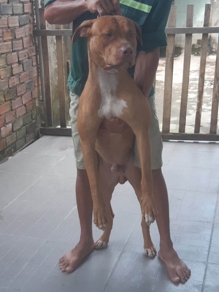 Chó pitbull là loài hung dữ và manh động.