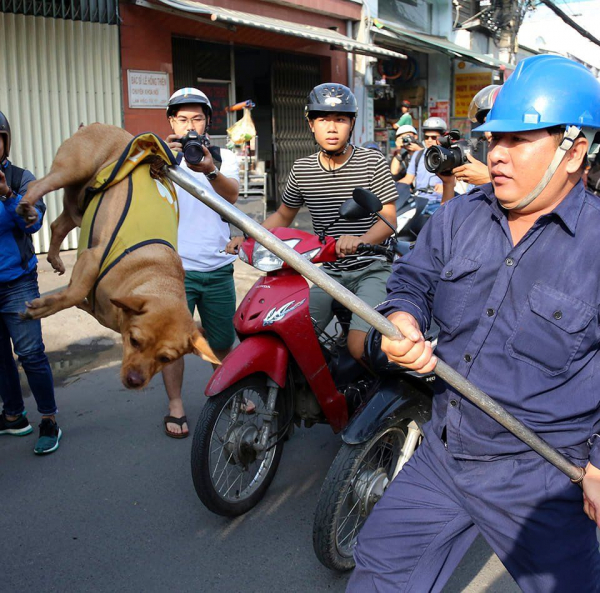 Săn bắt chó thả rông chỉ là biện pháp tức thời, về lâu dài cần phải có các quy định nghiêm ngặt quản lý loài vật này.