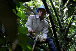 Tin tức trong ngày - Nông dân 'quay xe', không bán măng cụt xanh