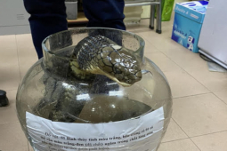 Tin tức trong ngày - Tin tức 24h qua: Mua rắn hổ chúa để chồng “nghe lời”, một phụ nữ bị phạt 500 triệu đồng