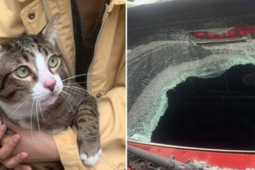 "Báo thủ" mèo béo rơi từ tầng 6 làm vỡ kính ô tô nhưng bản thân chỉ gãy 2 móng chân