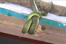 Phi thường - kỳ quặc - Video: Rắn treo mình trước cửa nhà dân, nuốt chửng ếch đang giãy giụa