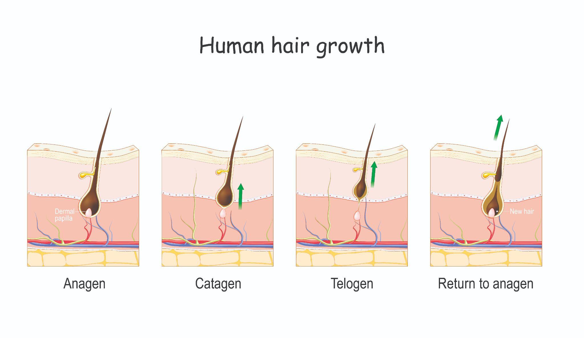 Ngăn ngừa tóc rụng ngay từ sớm, học dưỡng da đầu từ hôm nay - 2