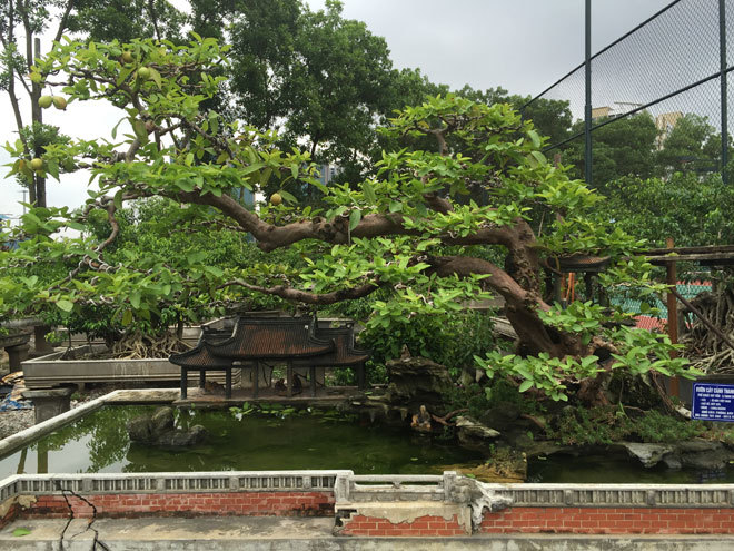 Cây ổi bonsai mọc ngược &#34;hiếm có khó tìm&#34;, khách trả 900 triệu chủ vẫn không màng - 4