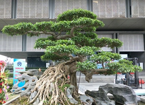 Cận cảnh sanh cổ độc đáo giá cao ngất ngưởng.