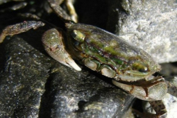 Loại đặc sản có tên kỳ cục, ngon hơn cua đồng, giá tới 220.000 đồng/kg