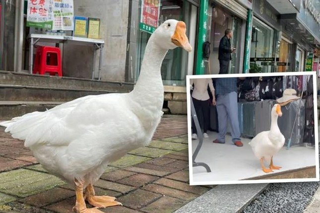 "Trợ lý cửa hàng" Happy Goose.