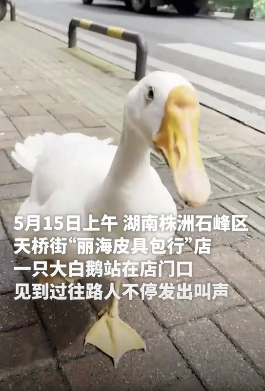 Happy Goose - chú ngỗng trợ lý làm việc mẫn cán khiến dân mạng thích thú - 3