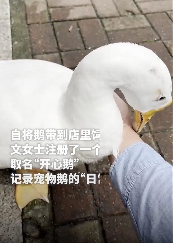 Happy Goose - chú ngỗng trợ lý làm việc mẫn cán khiến dân mạng thích thú - 2