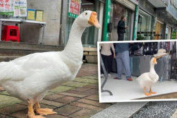 Bạn trẻ - Cuộc sống - Happy Goose - chú ngỗng trợ lý làm việc mẫn cán khiến dân mạng thích thú