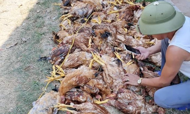 Mất điện đột ngột, gần nghìn con gà tại trang trại của anh Cao Văn Thìn bị chết do ngạt, sốc nhiệt