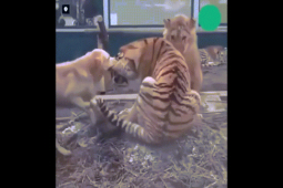 Phi thường - kỳ quặc - Video: Chú chó làm "trọng tài", ngăn hổ dữ và sư tử đánh nhau