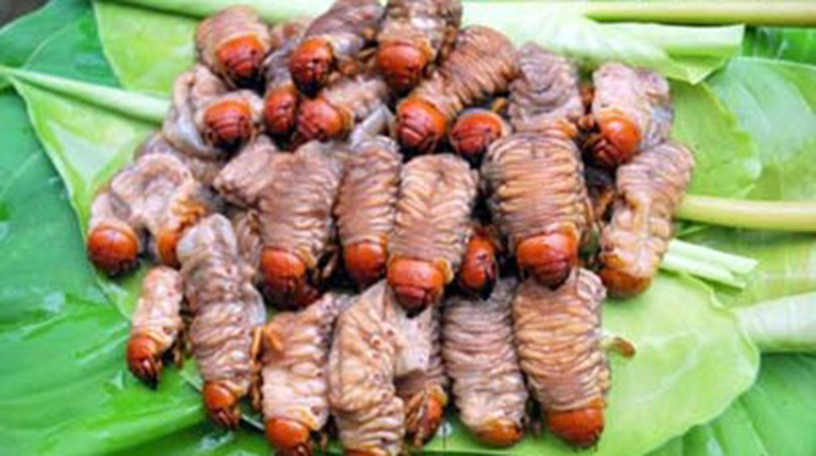 Từ sùng đất có thể làm thành nhiều món ngon, nhưng ngon nhất vẫn là món sùng đất nướng
