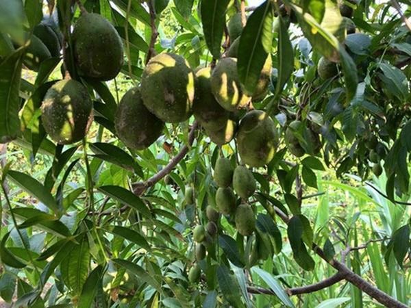 "Người đẹp Tây Đô" Việt Trinh gây ngỡ ngàng trước nhan sắc tuổi 50, lui về ở ẩn trong căn nhà đậm dấu ấn Phật giáo - 13