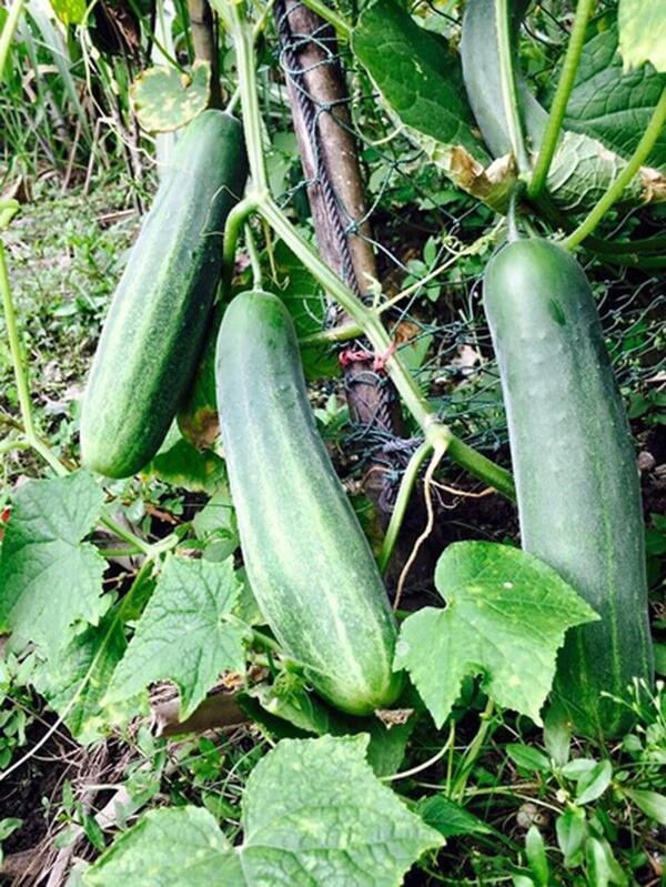 "Người đẹp Tây Đô" Việt Trinh gây ngỡ ngàng trước nhan sắc tuổi 50, lui về ở ẩn trong căn nhà đậm dấu ấn Phật giáo - 12