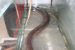 Thị trường - Tiêu dùng - Loài cá "khủng" dài tới 2 mét, ngon và rất hiếm, có con giá 20 triệu đồng "gây sốt"