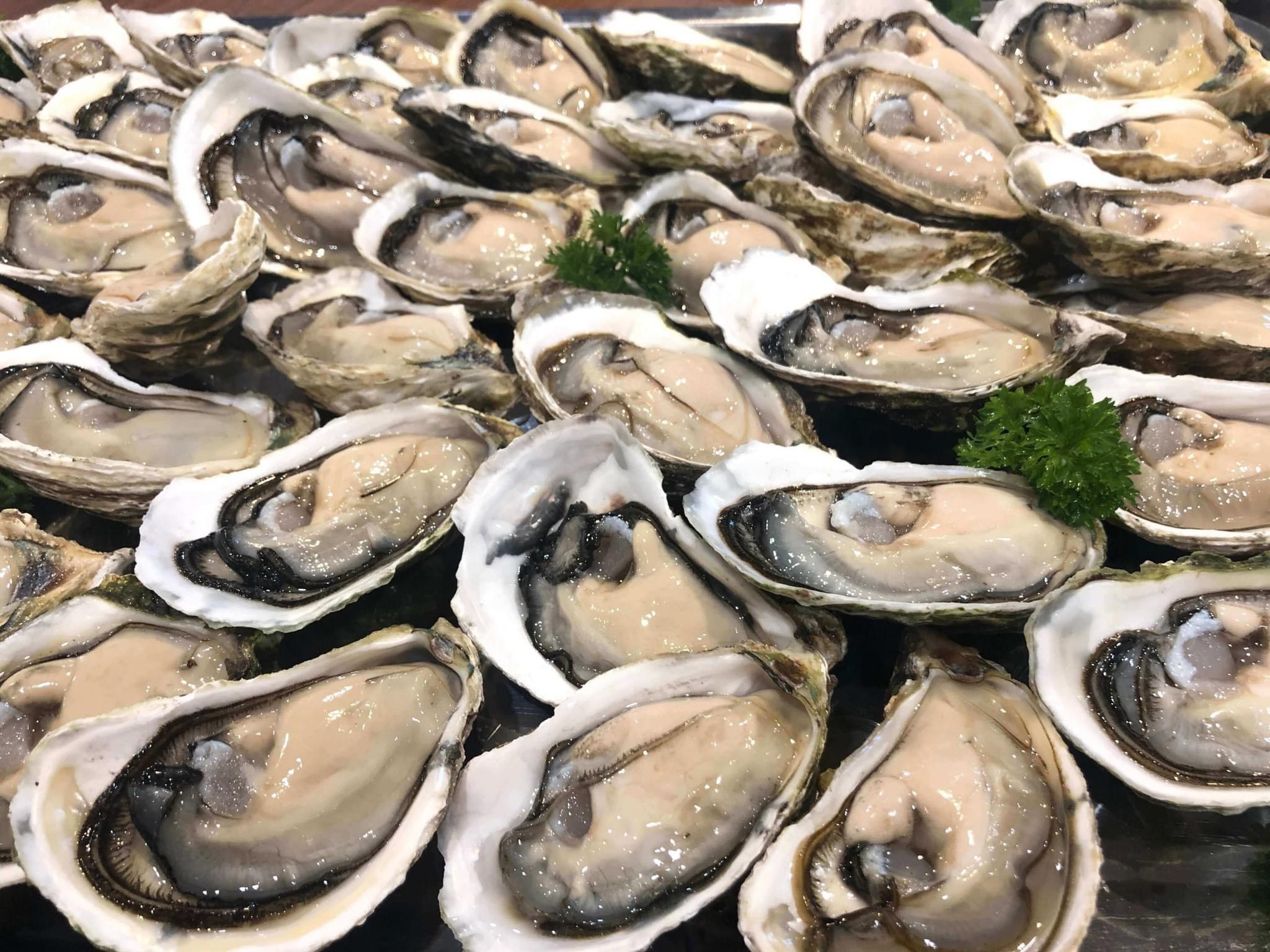 Những con hàu sữa béo múp mà công ty Việt đang phân phối