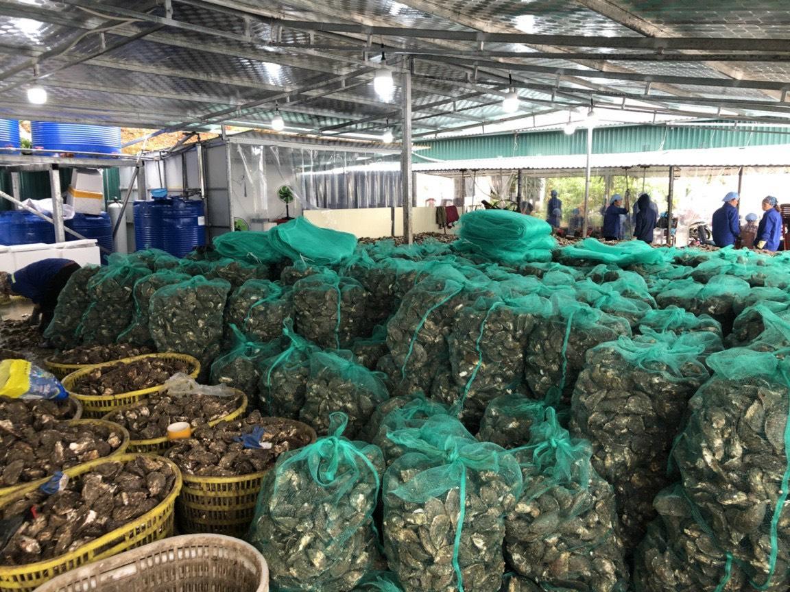 Xưởng chế biến hàu sữa tại công ty TNNH Sea Sài Gòn của Việt