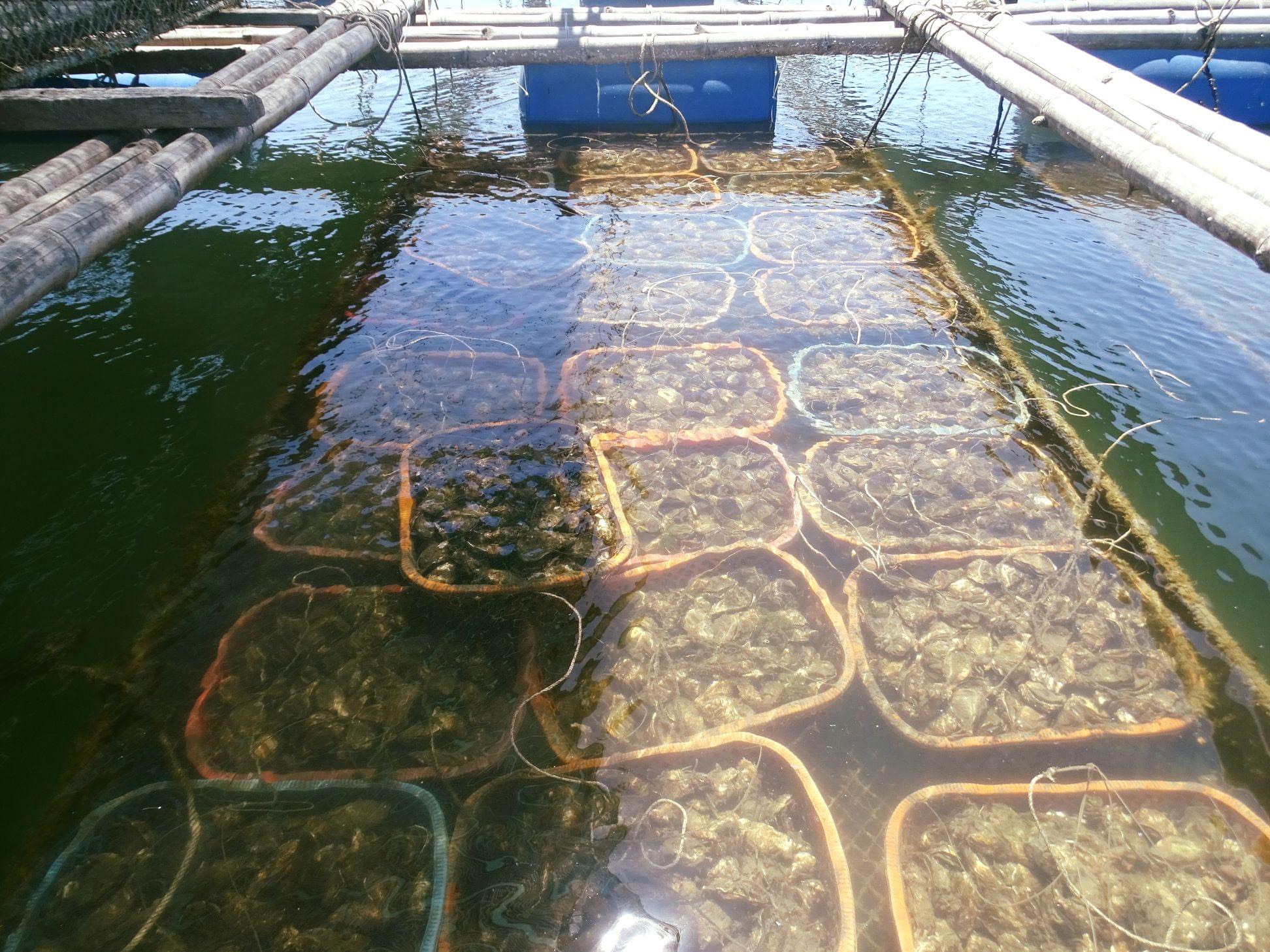 Nguồn hàu chất lượng