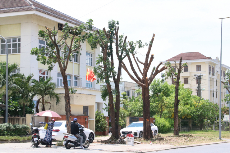 Giữa nắng nóng đỉnh điểm, hàng loạt cây xanh ở TP Huế bị cắt trụi khiến nhiều người bất ngờ - 2
