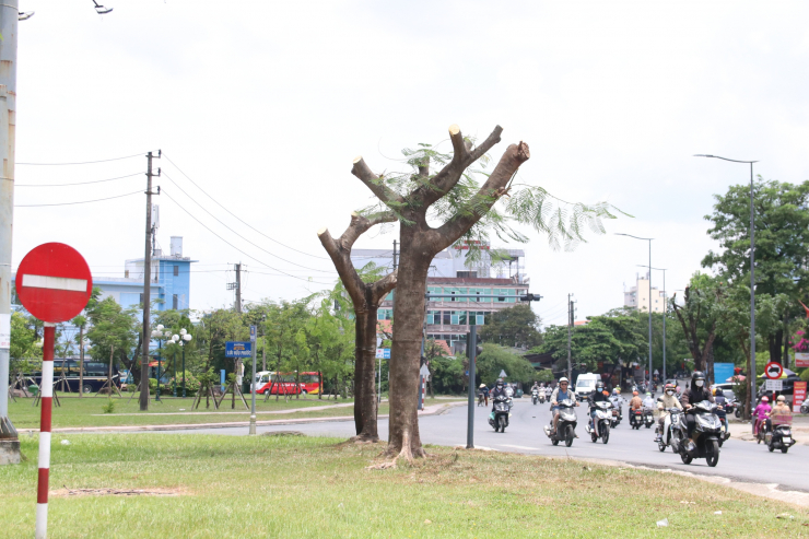 Giữa nắng nóng đỉnh điểm, hàng loạt cây xanh ở TP Huế bị cắt trụi khiến nhiều người bất ngờ - 5