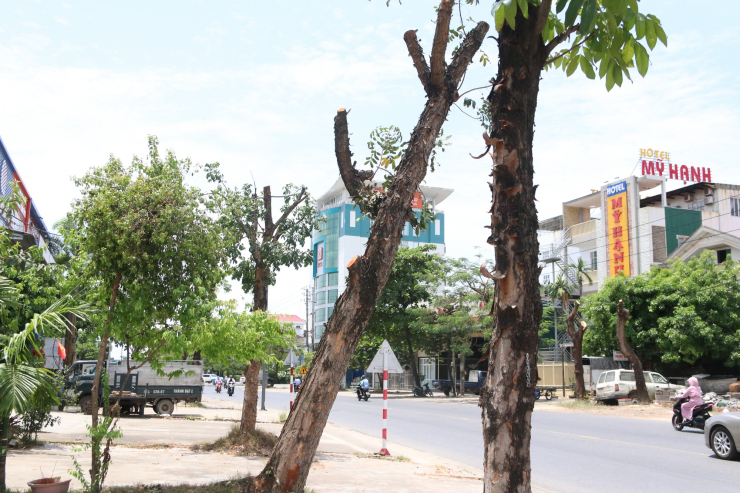 Giữa nắng nóng đỉnh điểm, hàng loạt cây xanh ở TP Huế bị cắt trụi khiến nhiều người bất ngờ - 4