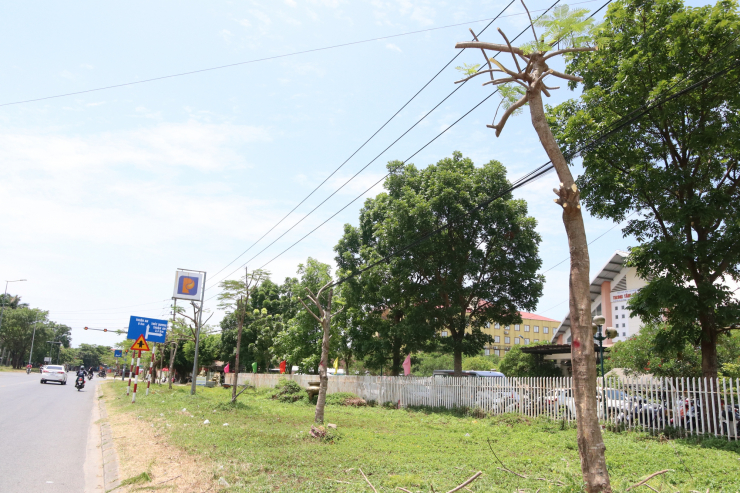Giữa nắng nóng đỉnh điểm, hàng loạt cây xanh ở TP Huế bị cắt trụi khiến nhiều người bất ngờ - 7