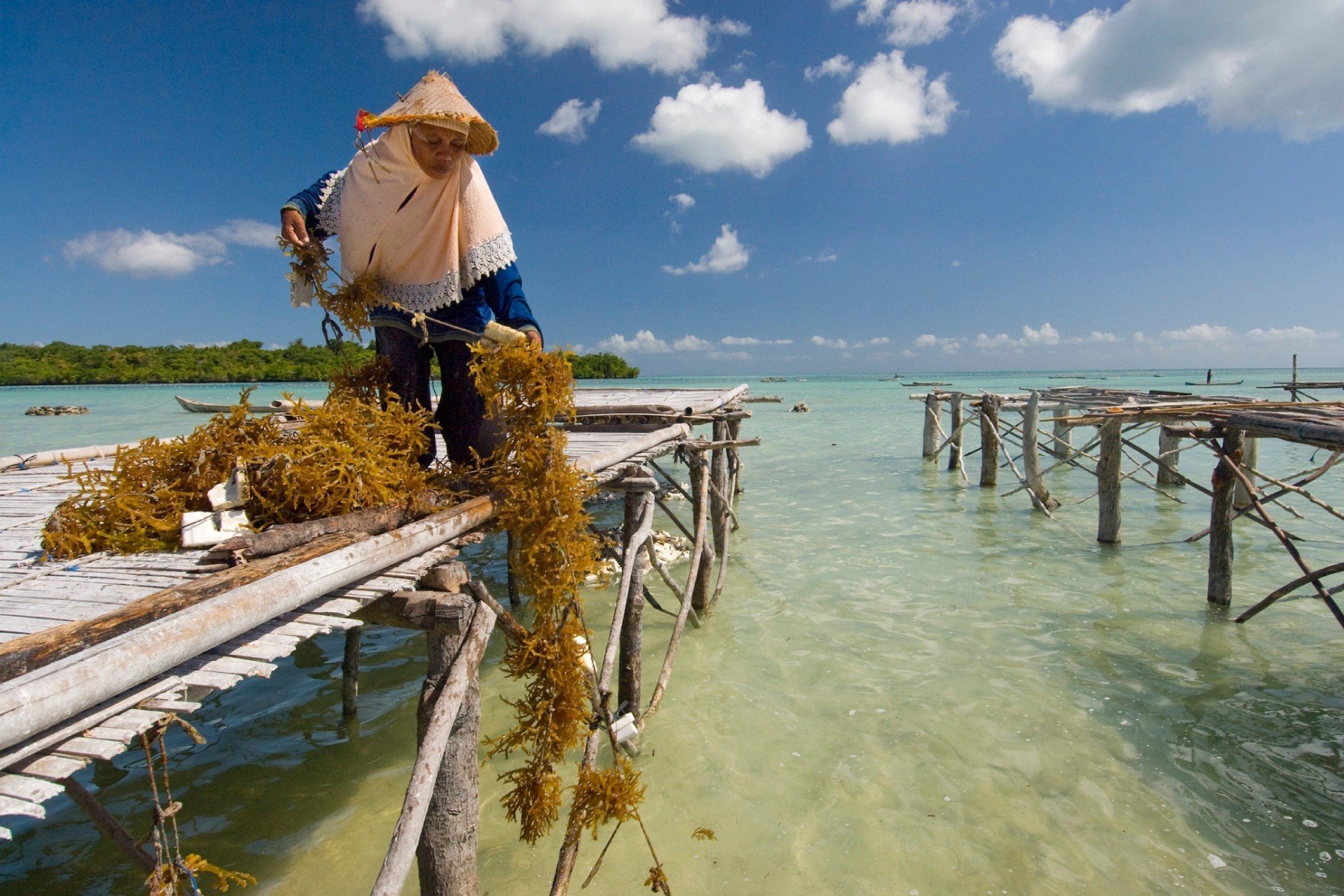 Công dụng của Fucoidan phụ thuộc vào loài rong biển mà nó được chiết xuất.