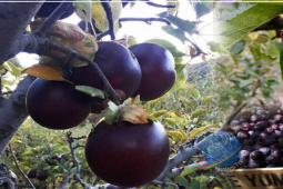 Ẩm thực - Loại táo "kim cương đen" cực đắt đỏ vì lý do đặc biệt này