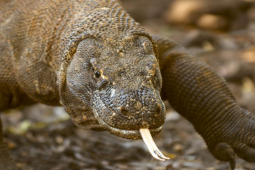 Media - Rồng komodo tấn công dồn dập hạ gục hàng loạt con mồi