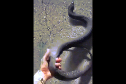 Phi thường - kỳ quặc - Video: Thót tim cảnh người đàn ông dùng tay không bắt rắn