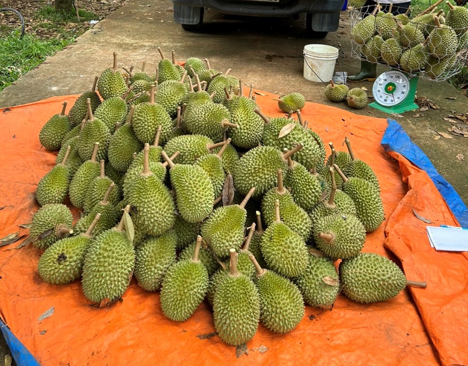 Anh Tâm cho biết anh đang đi thu mua sầu riêng tại các nhà vườn, mỗi nhà vườn có từ 2-5 tấn quả.