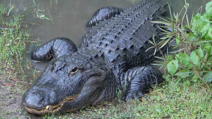 Con cá sấu được phát hiện đẻ trứng mang bào thai dù không tiếp xúc với con đực trong suốt 16 năm. Ảnh: CENTRAL FLORIDA ZOO