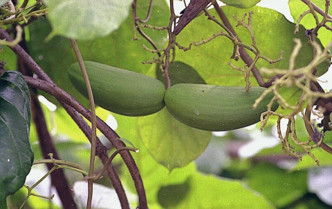 Bí mật giúp nam giới sung mãn, chữa rối loạn cương dương - 4