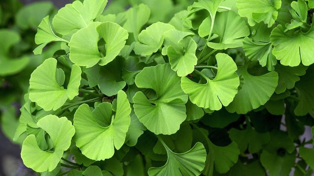 Bí mật giúp nam giới sung mãn, chữa rối loạn cương dương - 5