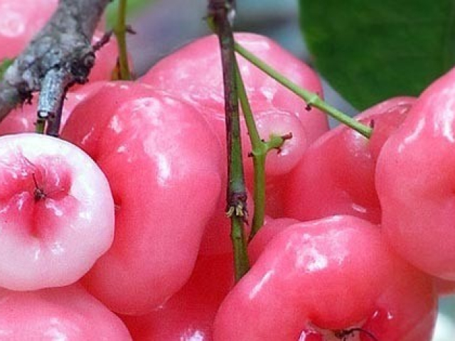 Ẩm thực - Quả roi nhiều lợi ích, phòng cả ung thư nhưng khi ăn cần lưu ý những điều sau