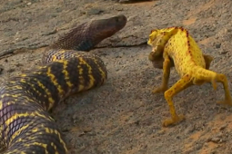 Media - Tắc kè hoa đại chiến rắn hổ mang ngựa vằn "khủng"