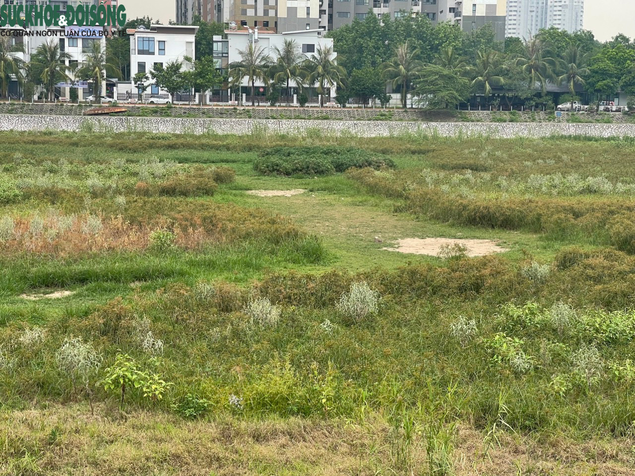 Cận cảnh hồ điều hoà ở Hà Nội cạn trơ đáy, cỏ mọc um tùm - 3