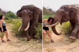 Người phụ nữ trêu chọc voi bằng chuối nhận cái kết đắng