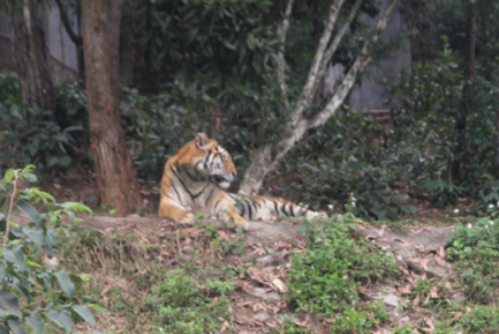 Tin tức 24h qua: Nhìn thấy 2 con vật nghi là hổ, người dân hoảng sợ bỏ chạy