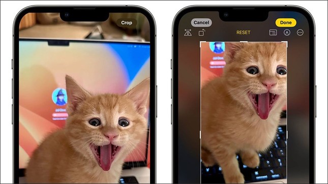 Apple cập nhật tính năng mới trên iOS 17 dành riêng cho "hội cuồng thú cưng" - 2