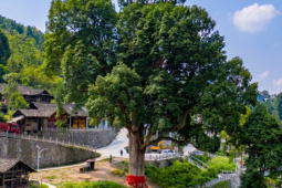 Kinh doanh - "Báu vật" giữa làng dân quyết giữ, ai trả nghìn tỷ cũng không chịu bán