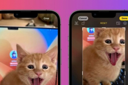 Công nghệ thông tin - Apple cập nhật tính năng mới trên iOS 17 dành riêng cho "hội cuồng thú cưng"
