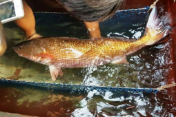 Thị trường - Tiêu dùng - 2 loại cá đặc sản ở Việt Nam, trong bụng chứa một thứ quý như vàng, đại gia "săn lùng"