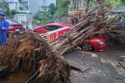 Tin tức trong ngày - Cây bật gốc đè bẹp ô tô ở TP.HCM